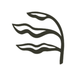 Stylized dark green leaf illustration on a white background, Canmore aesthetic